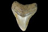 Fossil Megalodon Tooth - North Carolina #129963-1